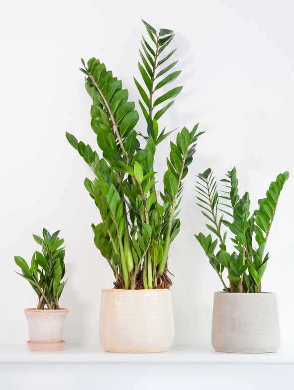 ZZ Plant